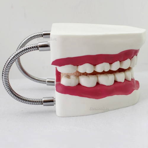 зубы чистить полости рта модель с большим зубной щеткой
