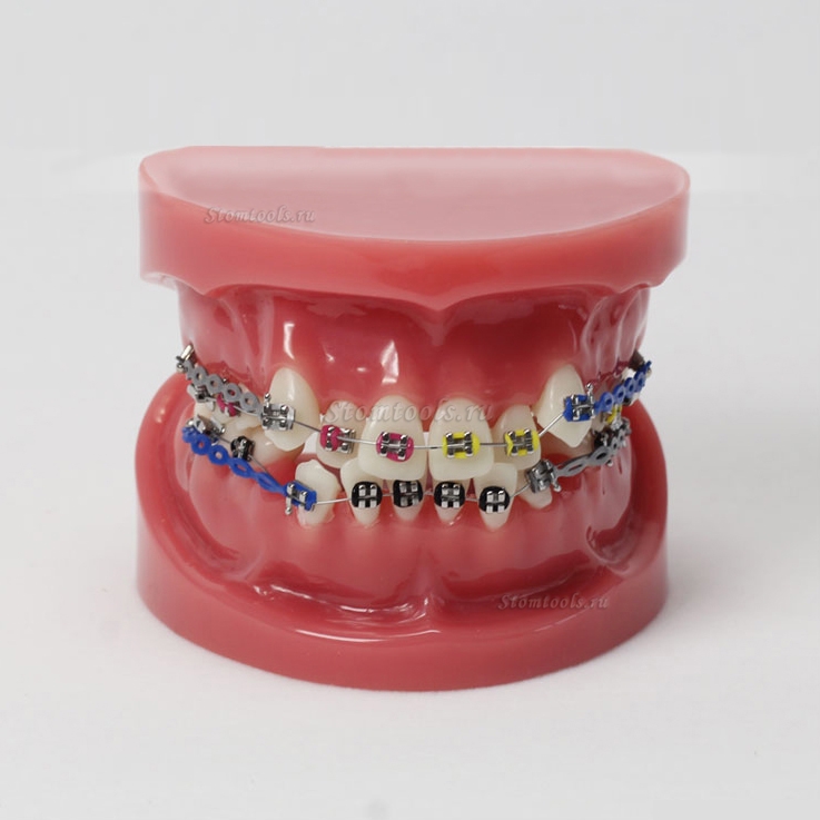 Стоматологические зубы прикуса текста с зубами от стандартной модели M3005