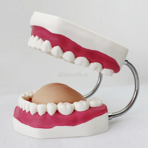 зубы чистить полости рта модель с большим зубной щеткой